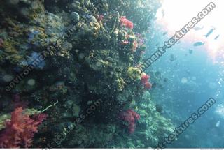 Photo Reference of Coral Sudan Undersea 0022